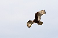 A vulture in blue sky. Original public domain image from <a href="https://commons.wikimedia.org/wiki/File:Turkey_vulture_in_flight_(Unsplash).jpg" target="_blank">Wikimedia Commons</a>