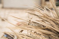 A close-up of long dry blades of grass. Original public domain image from Wikimedia Commons