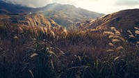 Tall blades of golden grass swaying in the wind in front of a scenic mountain landscape. Original public domain image from Wikimedia Commons