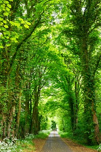 A narrow road lined with fresh green trees. Original public domain image from Wikimedia Commons