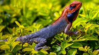 Lizard changing color, green leaves. Original public domain image from <a href="https://commons.wikimedia.org/wiki/File:Proud_black_and_red_lizard_(Unsplash).jpg" target="_blank">Wikimedia Commons</a>