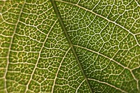 A macro shot of the veiny surface of a leaf. Original public domain image from <a href="https://commons.wikimedia.org/wiki/File:Leaf_texture_in_macro_(Unsplash).jpg" target="_blank" rel="noopener noreferrer nofollow">Wikimedia Commons</a>