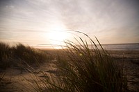 A tuft of windswept grass at the back of a sandy beach during sunrise. Original public domain image from Wikimedia Commons