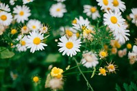 Daisies growing in a field. Original public domain image from Wikimedia Commons