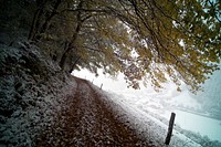 Slight dusting of snow-covered trees overlooking a lake. Original public domain image from <a href="https://commons.wikimedia.org/wiki/File:Trees_and_lake_dusted_in_snow_(Unsplash).jpg" target="_blank" rel="noopener noreferrer nofollow">Wikimedia Commons</a>