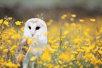 Barn owl in the field of flowers. Original public domain image from Wikimedia Commons
