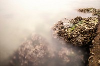 Misty beach with lichen, seaweed, shell and moss growing out of ocean rock at Atlantic beach. Original public domain image from Wikimedia Commons