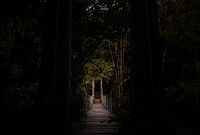 A wooden suspension bridge in a dark forest. Original public domain image from Wikimedia Commons