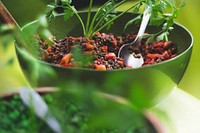 A green bowl with groats, vegetables and herbs. Original public domain image from Wikimedia Commons