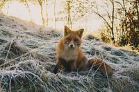 A docile fox sitting on dry grass. Original public domain image from Wikimedia Commons