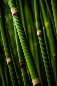 Green bamboo wood. Original public domain image from Wikimedia Commons