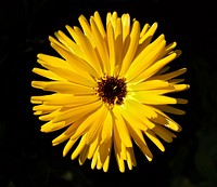 Yellow aster. Original public domain image from Wikimedia Commons