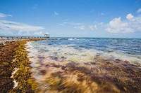 An empty seashore covered in shrubs with a pier in the distance in Tulum. Original public domain image from Wikimedia Commons