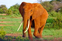 A long-tusked elephant marching on a sunlit grassy plain. Original public domain image from <a href="https://commons.wikimedia.org/wiki/File:Elephant_walking_in_the_afternoon_sun_(Unsplash).jpg" target="_blank" rel="noopener noreferrer nofollow">Wikimedia Commons</a>