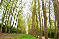 A path surrounded by trees in the gardens of Versailles. Original public domain image from <a href="https://commons.wikimedia.org/wiki/File:Versailles_trees_(Unsplash).jpg" target="_blank" rel="noopener noreferrer nofollow">Wikimedia Commons</a>
