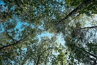 View of the forest tree top with the bright blue sky backdrop from a camera looking up. Original public domain image from <a href="https://commons.wikimedia.org/wiki/File:Elevating_view_of_forest_trees_(Unsplash).jpg" target="_blank" rel="noopener noreferrer nofollow">Wikimedia Commons</a>