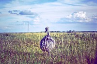 A small emu bird in tall dry grass. Original public domain image from <a href="https://commons.wikimedia.org/wiki/File:Rhea_americana_strolling_through_the_grass,_Brazil_(Unsplash).jpg" target="_blank" rel="noopener noreferrer nofollow">Wikimedia Commons</a>
