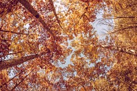 Canopy of autumn trees. Original public domain image from <a href="https://commons.wikimedia.org/wiki/File:Ozark_Drones_2015-10-22_(Unsplash).jpg" target="_blank">Wikimedia Commons</a>