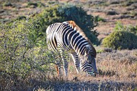 A large zebra grazing on dry grass. Original public domain image from <a href="https://commons.wikimedia.org/wiki/File:Zebra_on_a_savannah_(Unsplash).jpg" target="_blank" rel="noopener noreferrer nofollow">Wikimedia Commons</a>