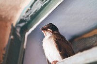 A fledgling perched on a wooden windowsill. Original public domain image from <a href="https://commons.wikimedia.org/wiki/File:Close-up_of_a_fledgling_(Unsplash).jpg" target="_blank" rel="noopener noreferrer nofollow">Wikimedia Commons</a>