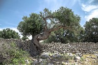 A gnarled tree near a low stone wall on a sunny day. Original public domain image from Wikimedia Commons