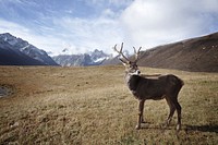 Caribou standing in a grassy plain mountain. Original public domain image from Wikimedia Commons