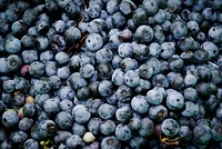 Fresh blueberries. Original public domain image from Wikimedia Commons