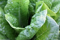 Macro of lettuce leaves in a garden. Original public domain image from Wikimedia Commons