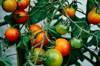 Fresh tomatoes growing on the vine. Original public domain image from Wikimedia Commons