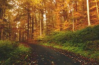 Autumn forest. Original public domain image from Wikimedia Commons