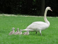 Downy swan babies follow their mother through the grass. Original public domain image from Wikimedia Commons