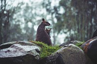 A kangaroo mama and joey are snuggled close on a rocky ledge under light rain. Original public domain image from <a href="https://commons.wikimedia.org/wiki/File:Kangaroos_snuggling_close_(Unsplash).jpg" target="_blank" rel="noopener noreferrer nofollow">Wikimedia Commons</a>