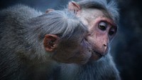 Two monkeys nuzzle one another affectionately against a black background in Pollachi. Original public domain image from Wikimedia Commons