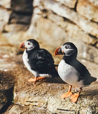 Puffins in Biodome, Montreal, Canada. Original public domain image from Wikimedia Commons