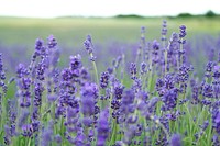 Blossoming lavender flowers in a green field in Hitchin, UK. Original public domain image from <a href="https://commons.wikimedia.org/wiki/File:Lavender_field_(Unsplash).jpg" target="_blank">Wikimedia Commons</a>