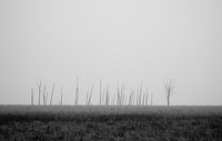 Misty woodland in Jim Corbett National Park, India. Original public domain image from Wikimedia Commons