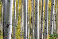 Birch grove in the autumn. Original public domain image from Wikimedia Commons