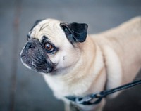 Shallow focus photography of fawn Pug photo. Original public domain image from Wikimedia Commons
