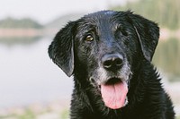 Black dog portrait. Original public domain image from Wikimedia Commons