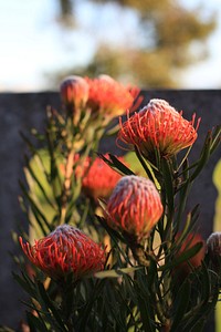 Red flower. Original public domain image from Wikimedia Commons