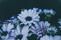 White daisy flowers in closeup shot. Original public domain image from Wikimedia Commons