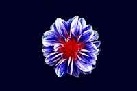 A macro shot of a flower with a red center and blue petals. Original public domain image from <a href="https://commons.wikimedia.org/wiki/File:Minimal_red_and_blue_flower_(Unsplash).jpg" target="_blank" rel="noopener noreferrer nofollow">Wikimedia Commons</a>