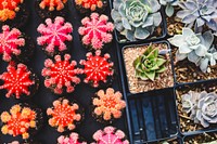 Colorful cactus. Original public domain image from <a href="https://commons.wikimedia.org/wiki/File:Austin,_United_States_(Unsplash_LH6SyUH7m6c).jpg" target="_blank">Wikimedia Commons</a>
