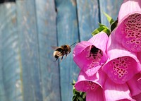 A bee hovering in the air next to pink foxglove flowers. Original public domain image from Wikimedia Commons