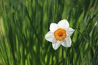 Single white daffodil in Dublin, Ireland. Original public domain image from <a href="https://commons.wikimedia.org/wiki/File:Dublin,_Ireland_(Unsplash).jpg" target="_blank">Wikimedia Commons</a>