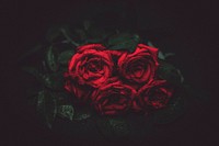A bouquet of wet roses lying flat on a dark surface. Original public domain image from <a href="https://commons.wikimedia.org/wiki/File:Wet_rose_bouquet_(Unsplash).jpg" target="_blank" rel="noopener noreferrer nofollow">Wikimedia Commons</a>