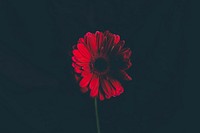 Red flower in shallow focus lens. Original public domain image from <a href="https://commons.wikimedia.org/wiki/File:Annie_Spratt_2017-01-27_(Unsplash_Vn6f7msBtZc).jpg" target="_blank">Wikimedia Commons</a>