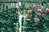 Pink roses hanging on wooden arch. Original public domain image from Wikimedia Commons