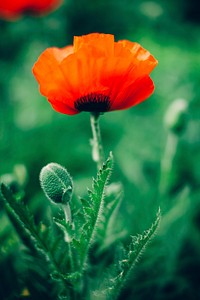 Red common poppy seeds and flowers. Original public domain image from <a href="https://commons.wikimedia.org/wiki/File:Kris_Atomic_2014-11-01_(Unsplash_iuZ_D1eoq9k).jpg" target="_blank">Wikimedia Commons</a>