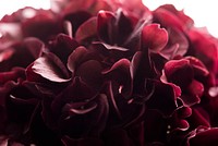 Red hydrangea background. Original public domain image from Wikimedia Commons